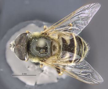 Media type: image;   Entomology 885 Aspect: habitus dorsal view